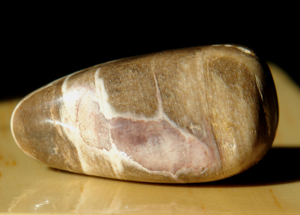 Zkamenělé dřevo 20