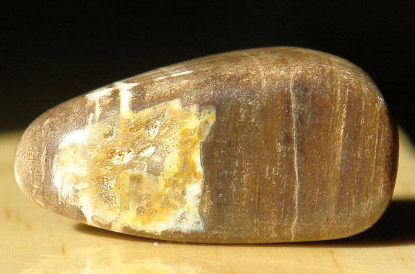 Zkamenělé dřevo 20