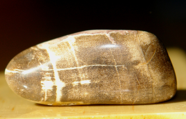 Zkamenělé dřevo 20