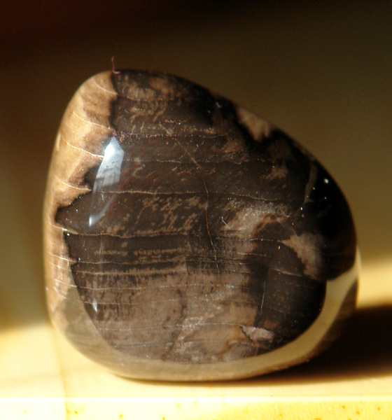 Zkamenělé dřevo 39