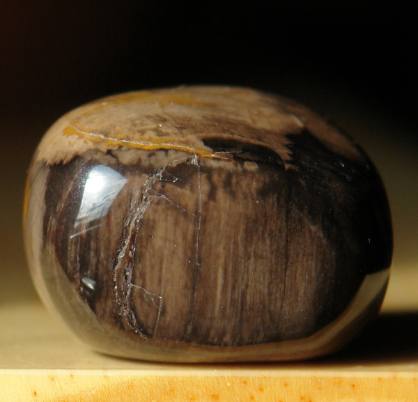 Zkamenělé dřevo 39