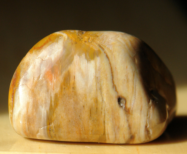 Zkamenělé dřevo 44