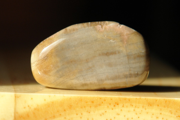 Zkamenělé dřevo 46