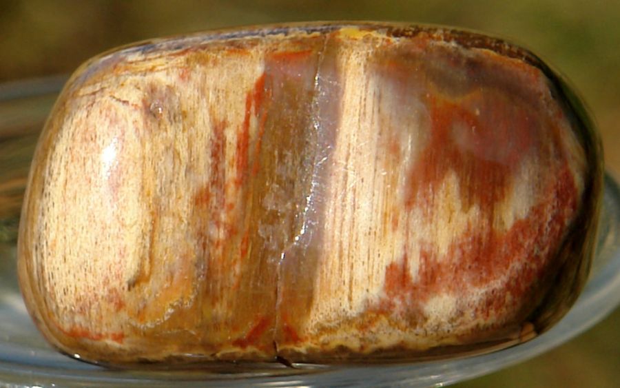 Zkamenělé dřevo 02