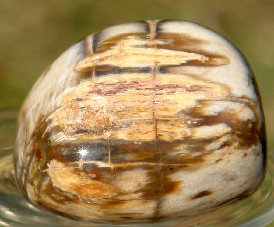 Zkamenělé dřevo 03