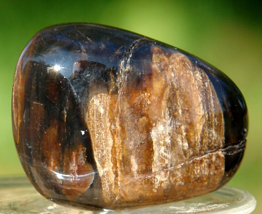 Zkamenělé dřevo 05