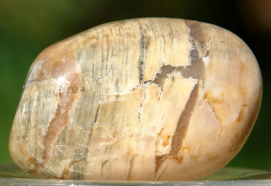 Zkamenělé dřevo 09
