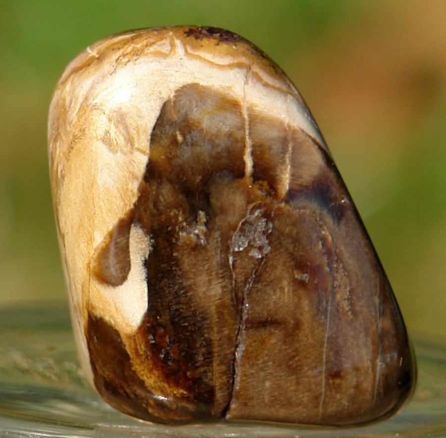 Zkamenělé dřevo 16
