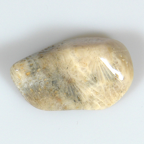 Korál zkamenělý P06