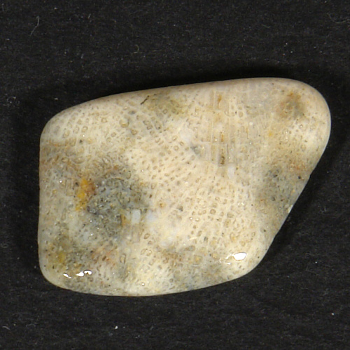 Korál zkamenělý P16