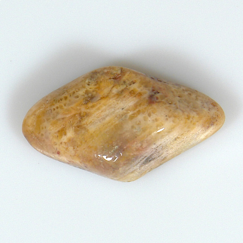 Korál zkamenělý P23