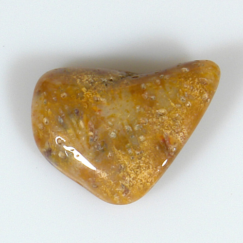 Korál zkamenělý P24