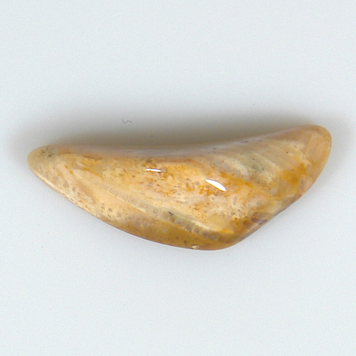 Korál zkamenělý P25