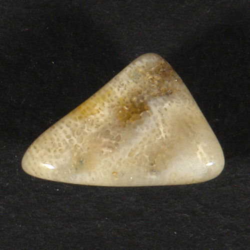 Korál zkamenělý P27