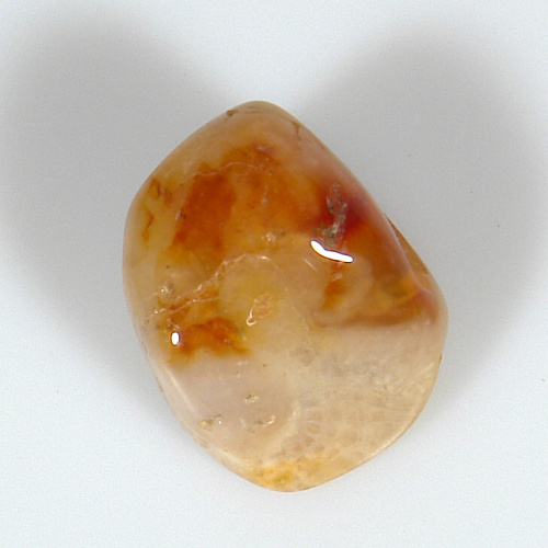 Korál zkamenělý P28