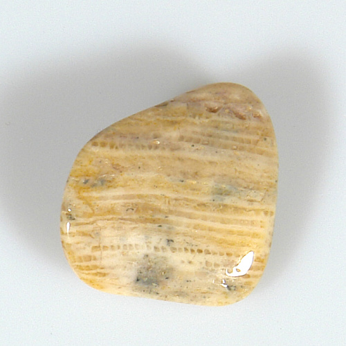 Korál zkamenělý P32