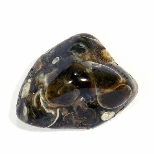 Turritella - fosílie 31