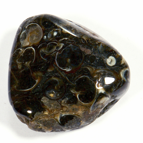 Turritella - fosílie 39