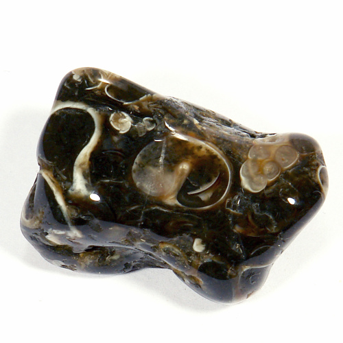 Turritella - fosílie 42