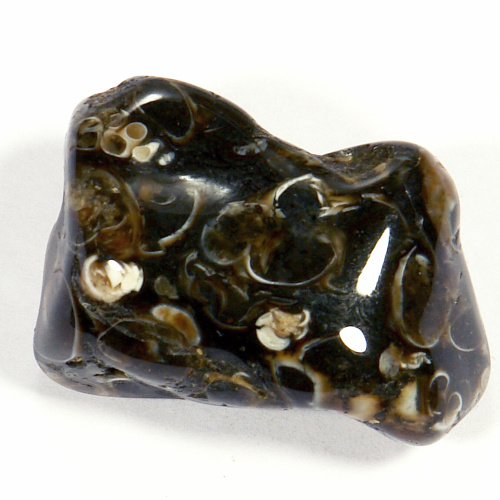 Turritella - fosílie 42