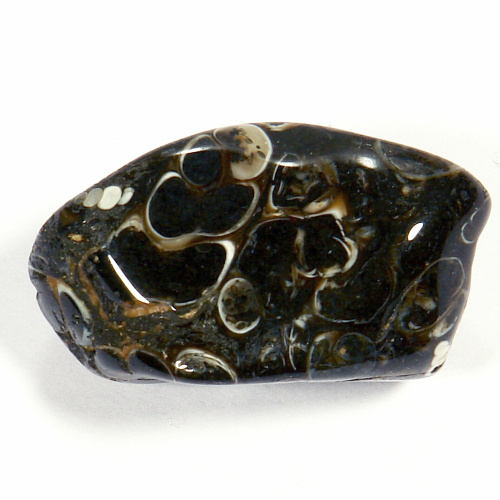 Turritella - fosílie 46