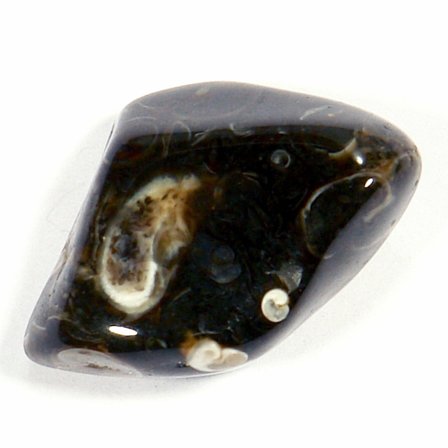 Turritella - fosílie 62