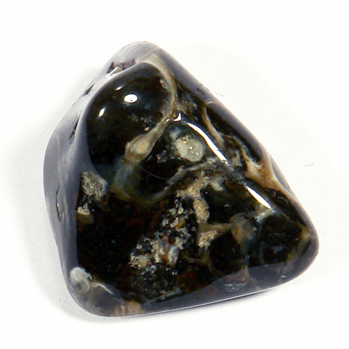 Turritella - fosílie 64