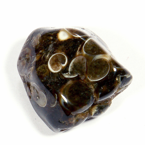 Turritella - fosílie 67