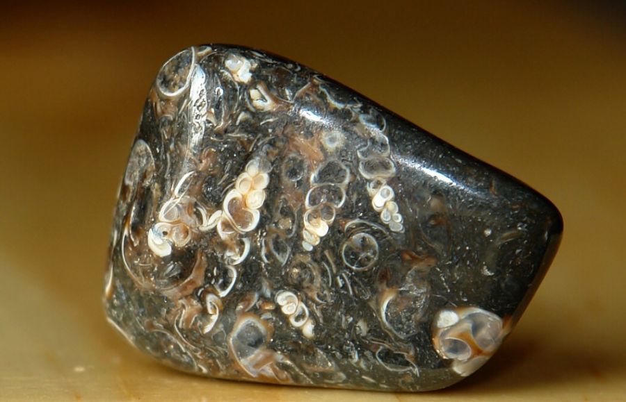 Turritella - fosílie 07